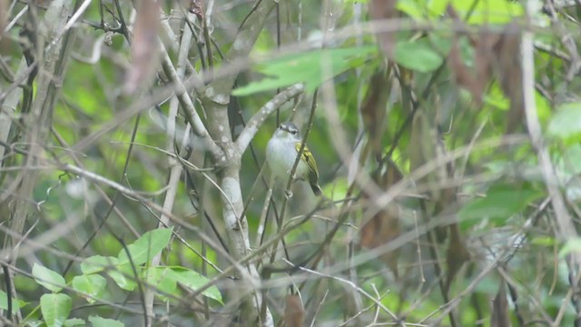 Slate-headed Tody-Flycatcher - ML240294681