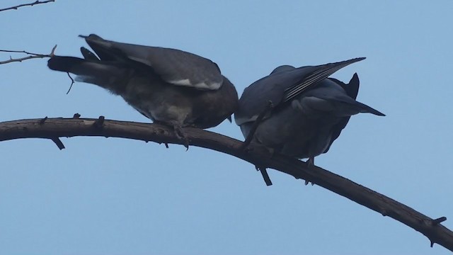 Pigeon ramier (groupe palumbus) - ML240294961