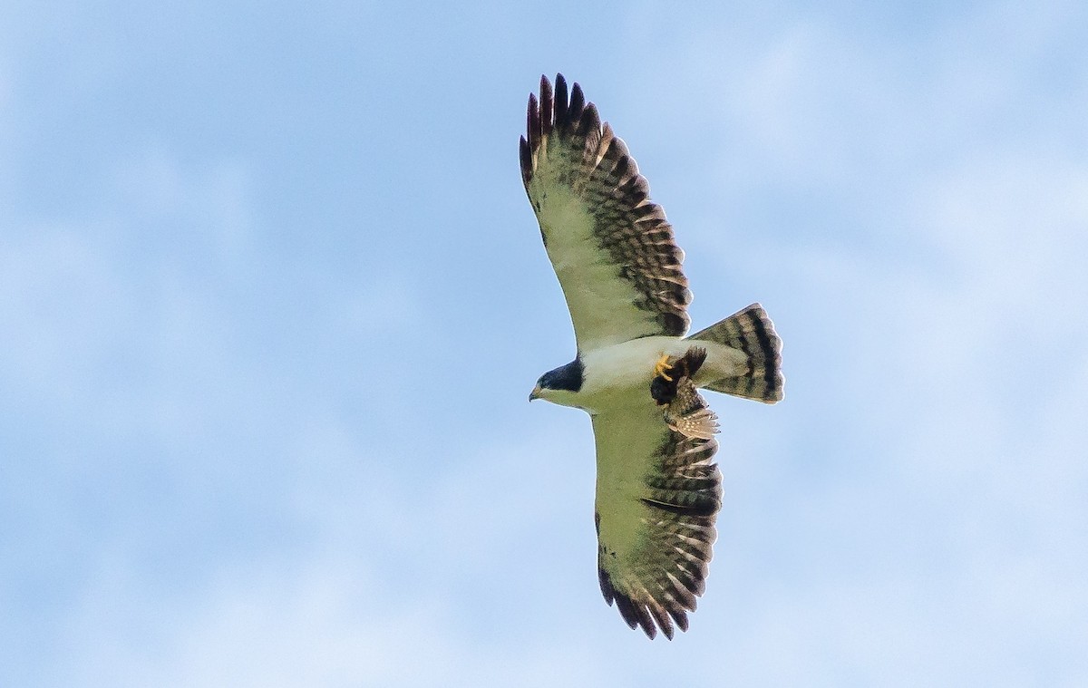 Busardo Colicorto - ML240296511