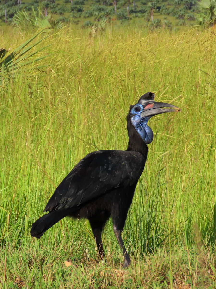 Abyssinian Ground-Hornbill - ML240296531