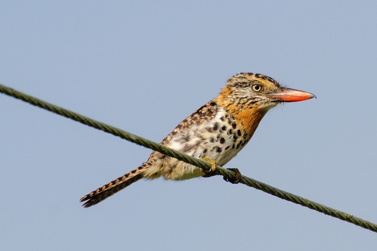 Buco Durmilí (maculatus) - ML240296601