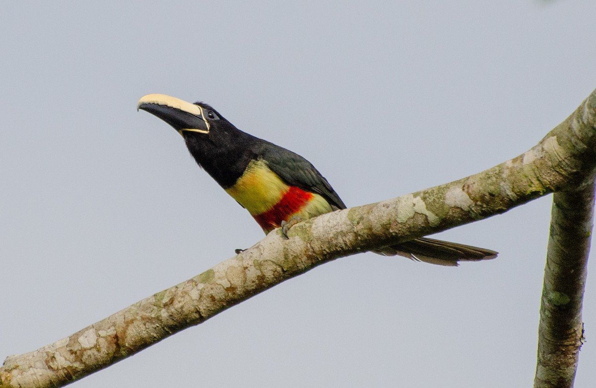 Arasarí Cuellinegro - ML240296751