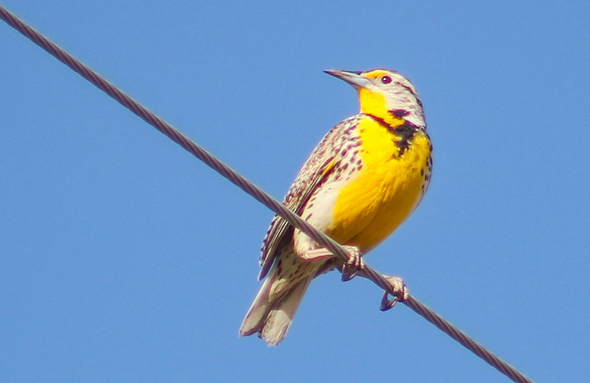 Western Meadowlark - ML240296981