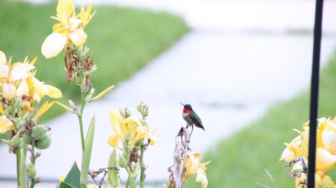 Ruby-throated Hummingbird - ML240297881