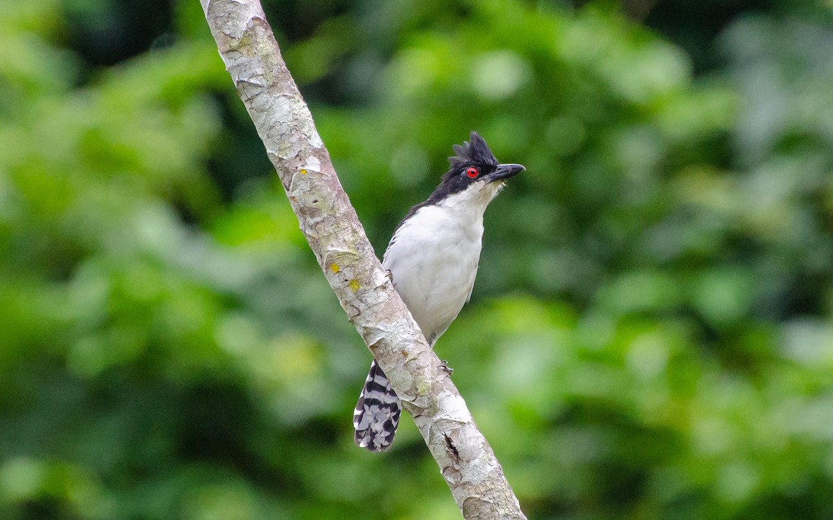 Batará Mayor - ML240298441