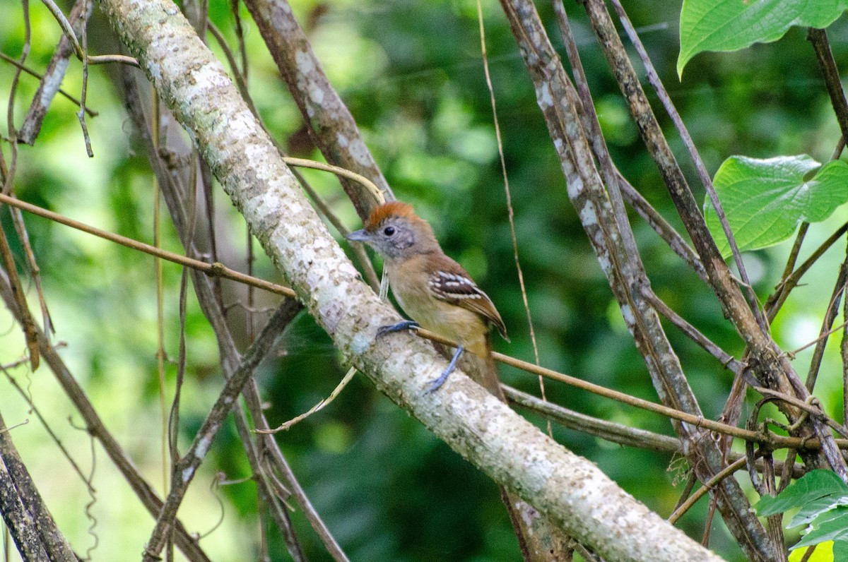 Batará Pizarroso de Sooretama - ML240298471