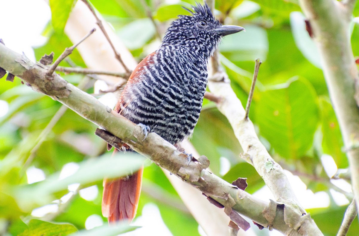 Batará Dorsicastaño - ML240298621