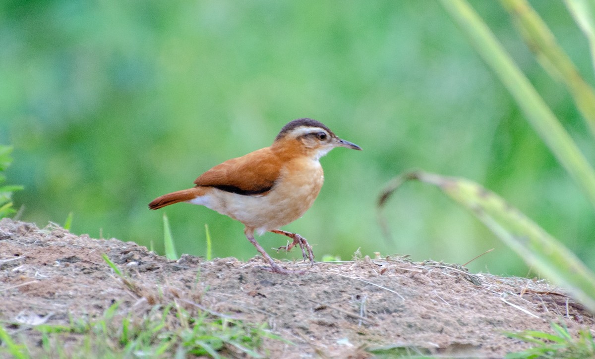 Hornero Paticlaro - ML240299041