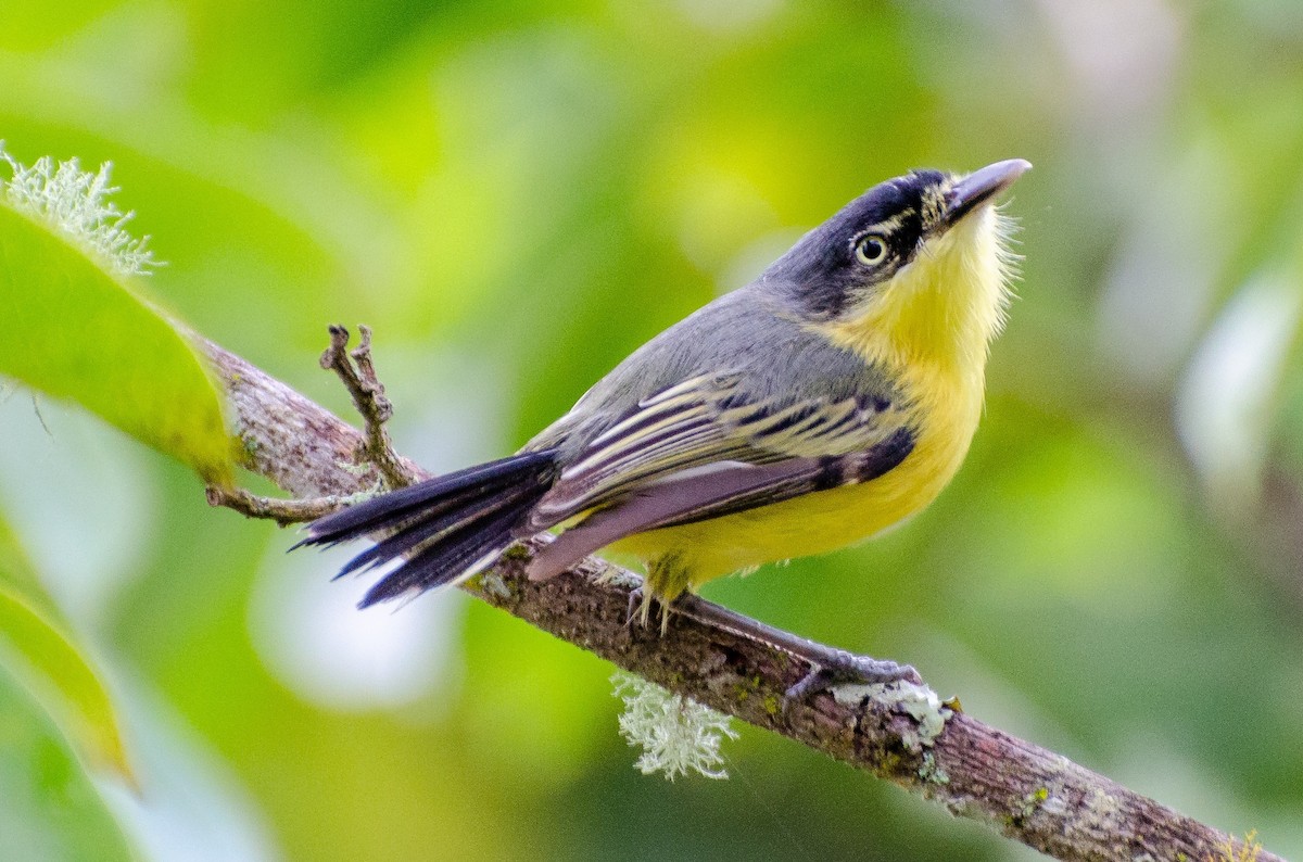 Titirijí Común - ML240299181