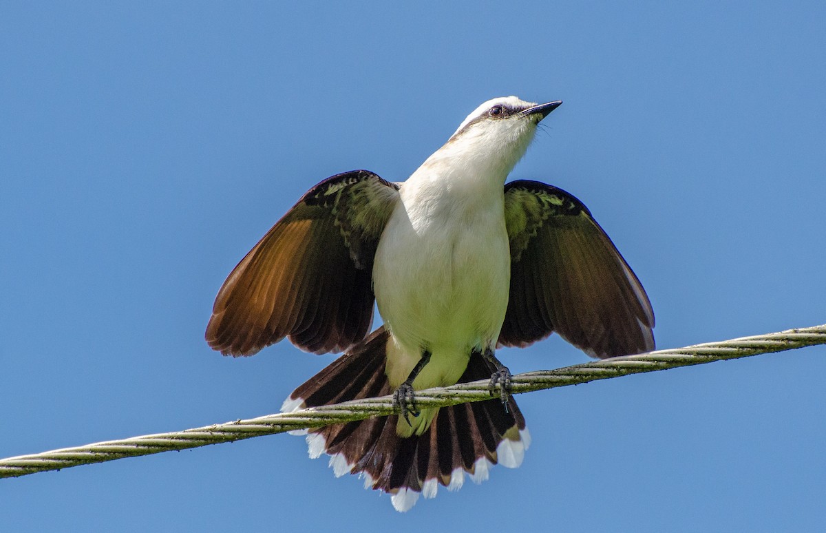 Viudita Enmascarada - ML240299251