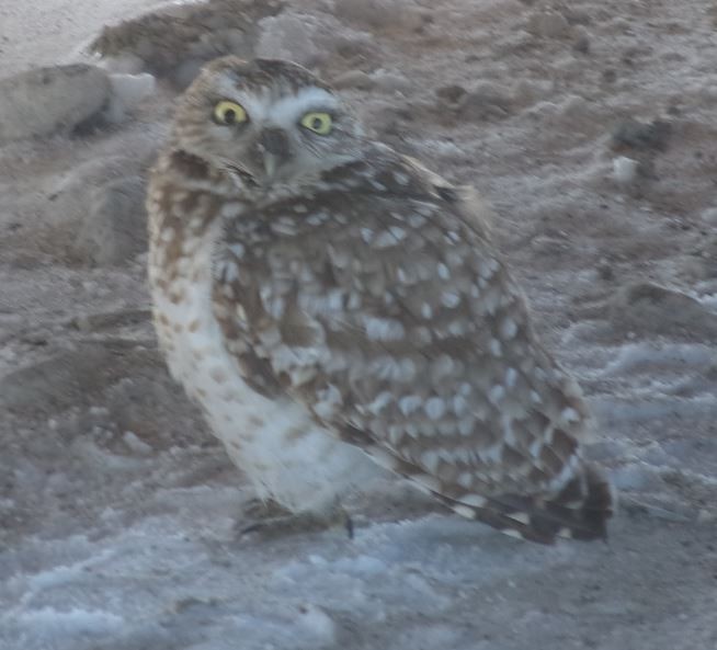 Burrowing Owl - ML24030161