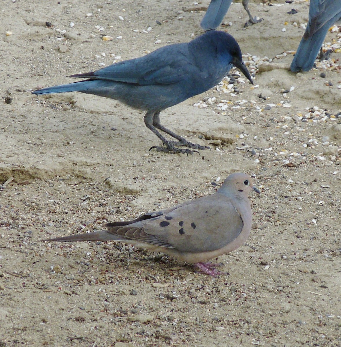 Mourning Dove - ML240303341