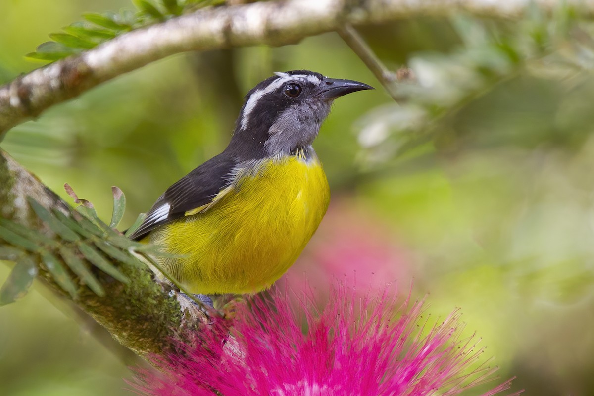 Bananaquit - Peter Hawrylyshyn