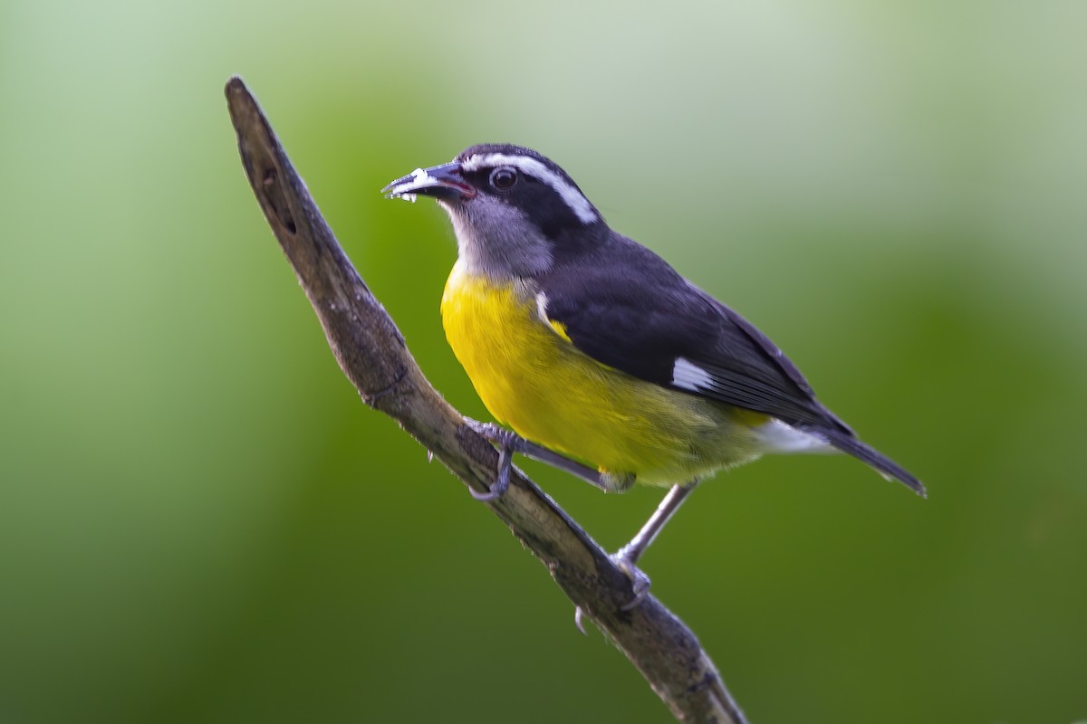 Sucrier à ventre jaune - ML240303731