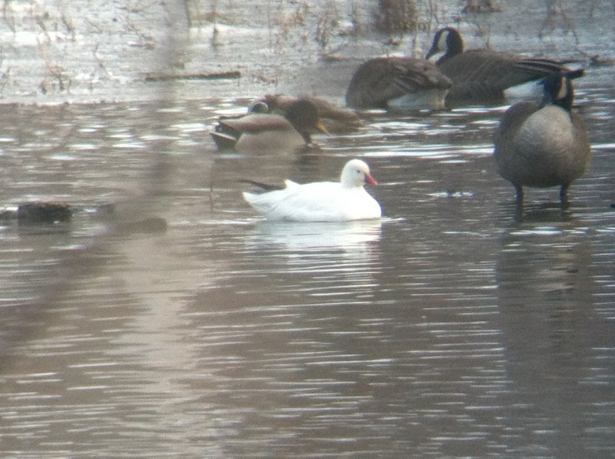Ross's Goose - ML24030791