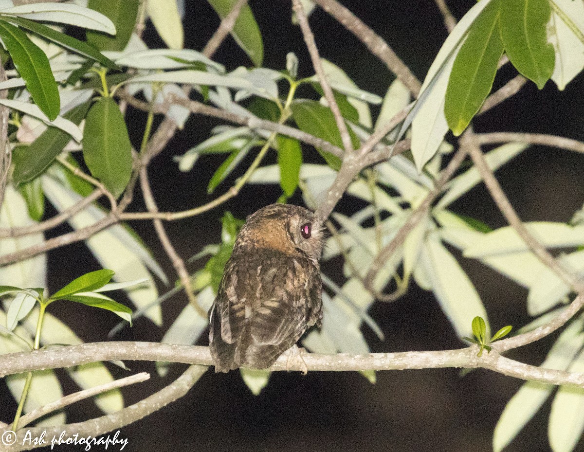 Indian Scops-Owl - ML240308131