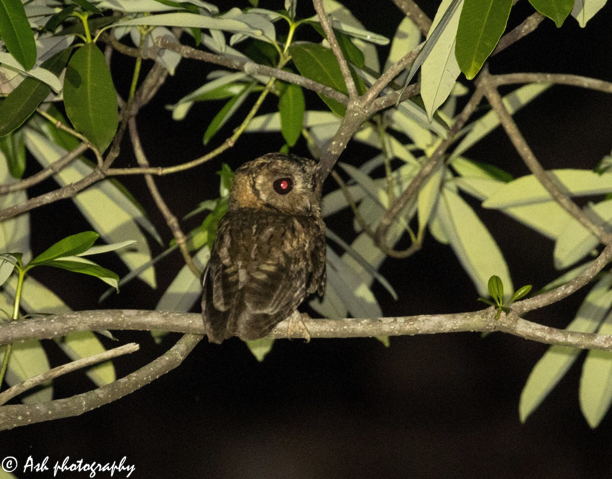 Indian Scops-Owl - Ashwini Bhatt