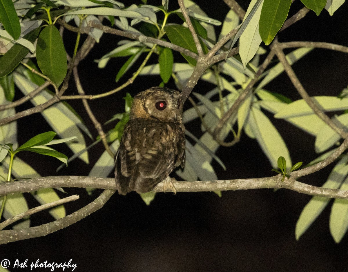 Indian Scops-Owl - ML240308141