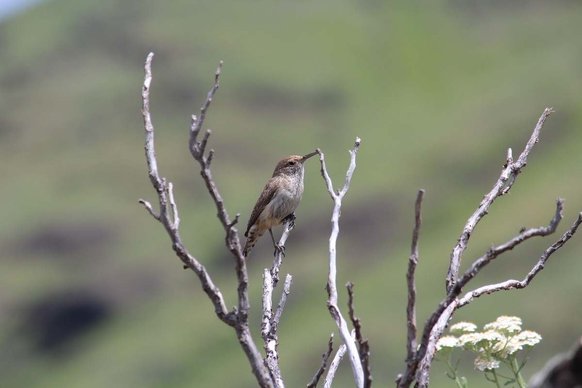 Rock Wren - ML24030941