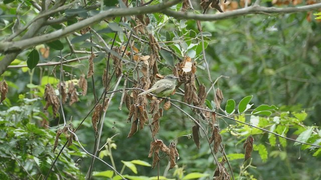 Forest Elaenia - ML240310161