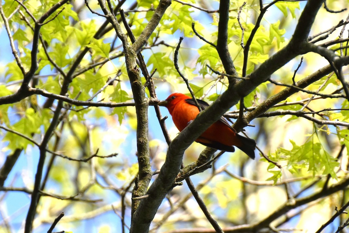 Scarlet Tanager - irina shulgina