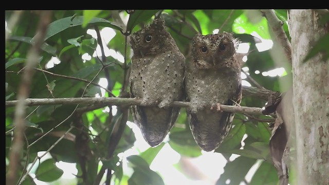 Sokoke Scops-Owl - ML240310401