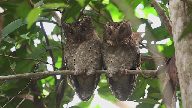 Sokoke Scops-Owl - ML240310411