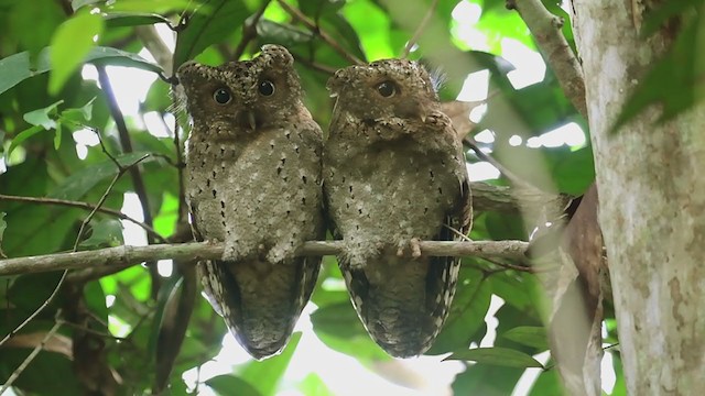 Sokoke Scops-Owl - ML240310511