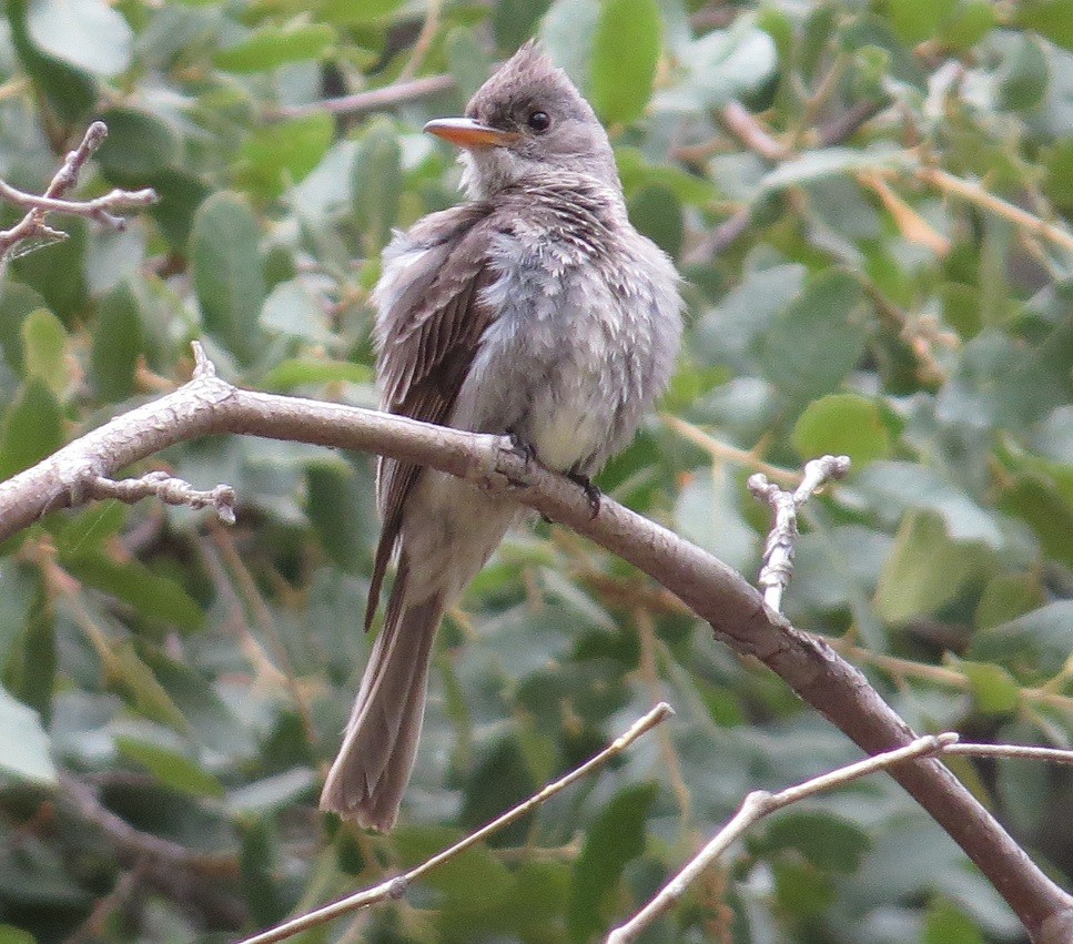 Greater Pewee - ML24031061