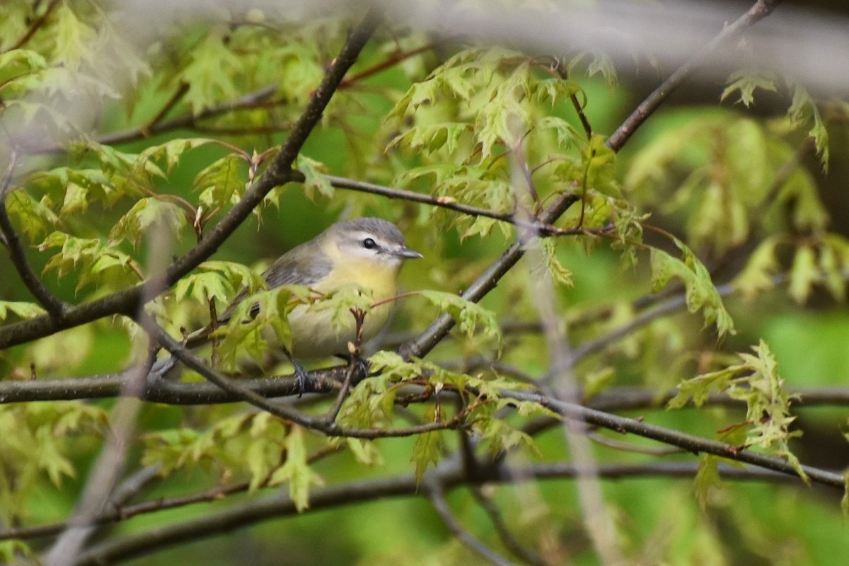 Philadelphia Vireo - ML240310611