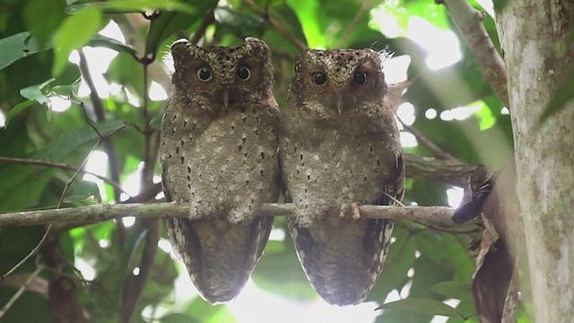 Sokoke Scops-Owl - ML240310751