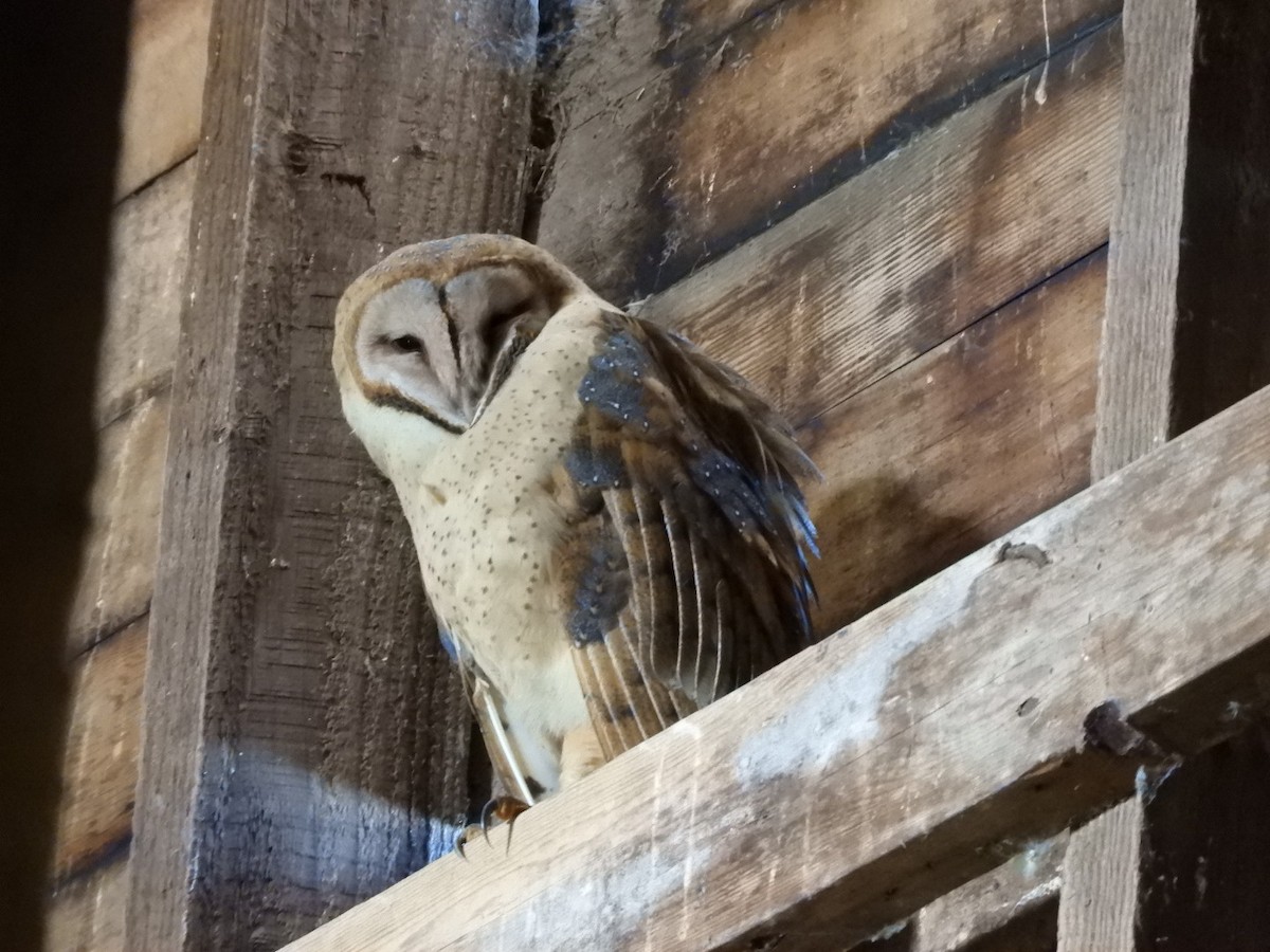 Barn Owl - Jeff Harding