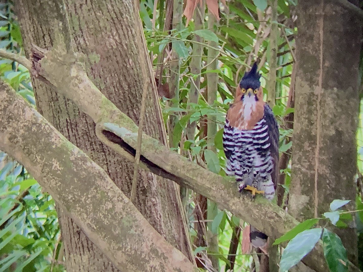 Águila Galana - ML240312541