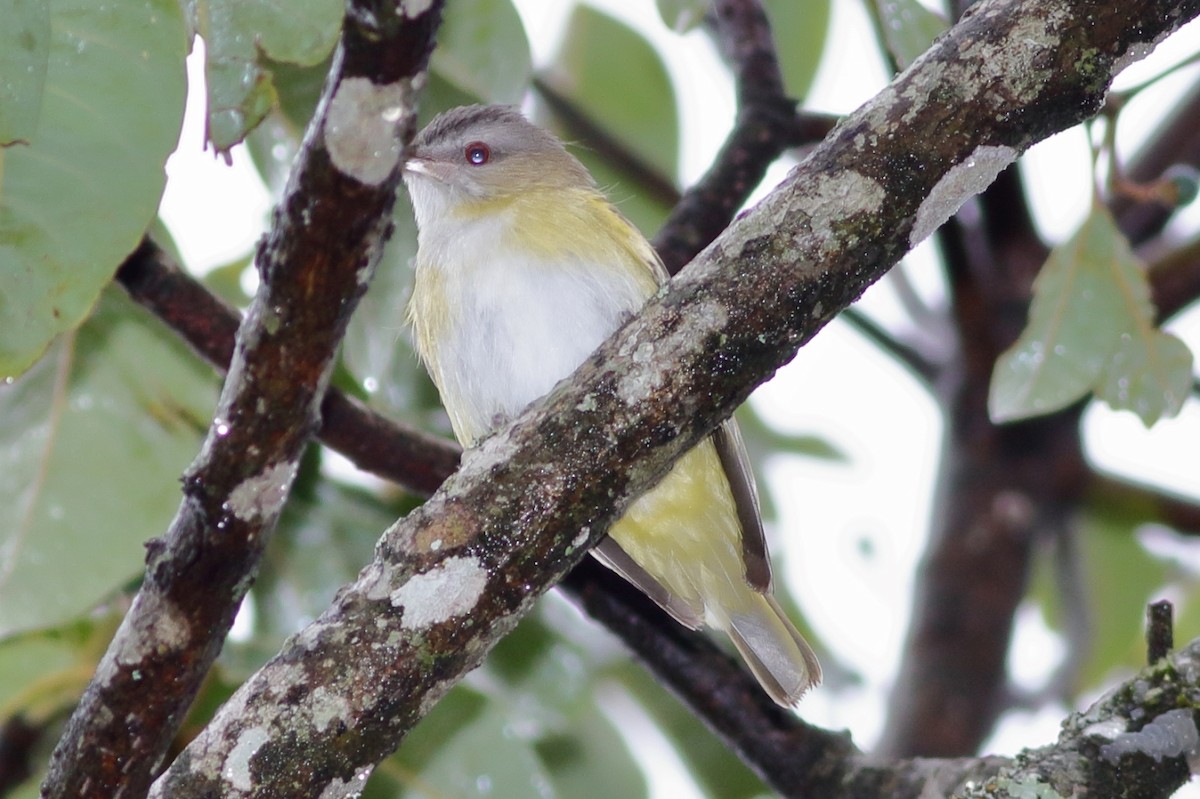 Sarı Böğürlü Vireo - ML240314131