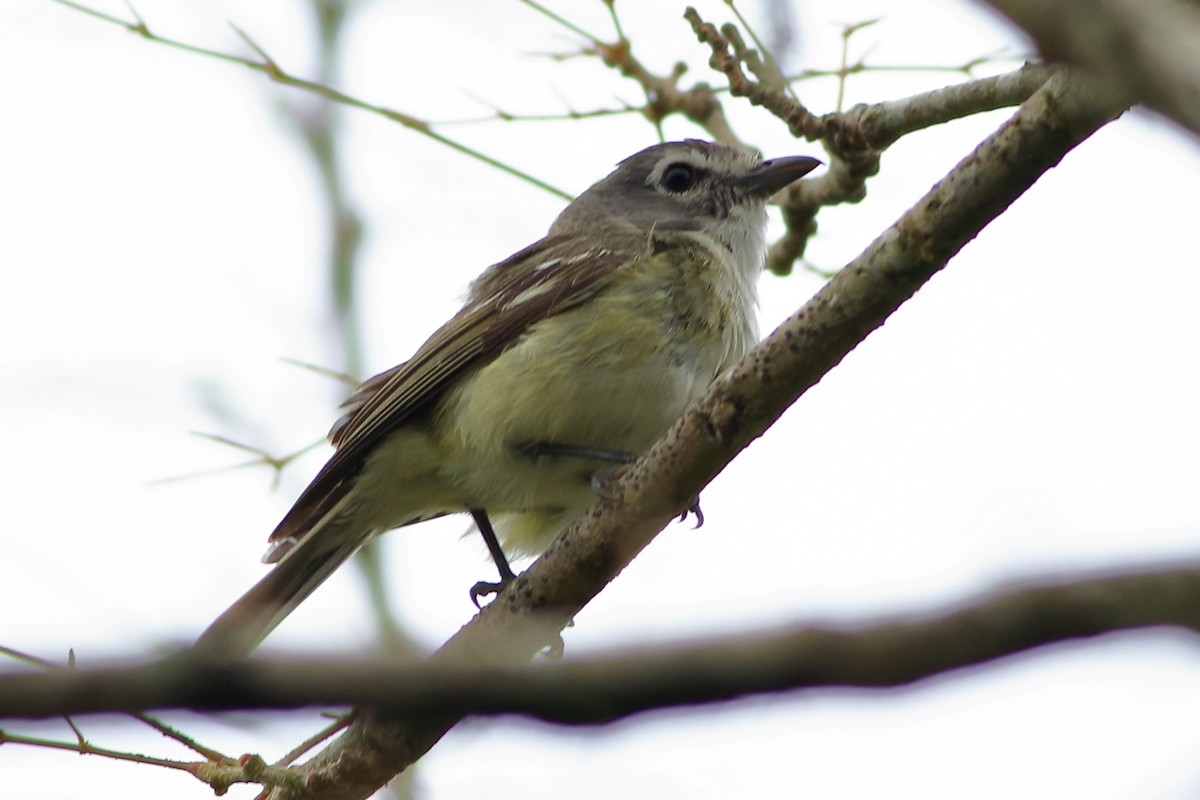 Plumbeous Vireo - ML240314481