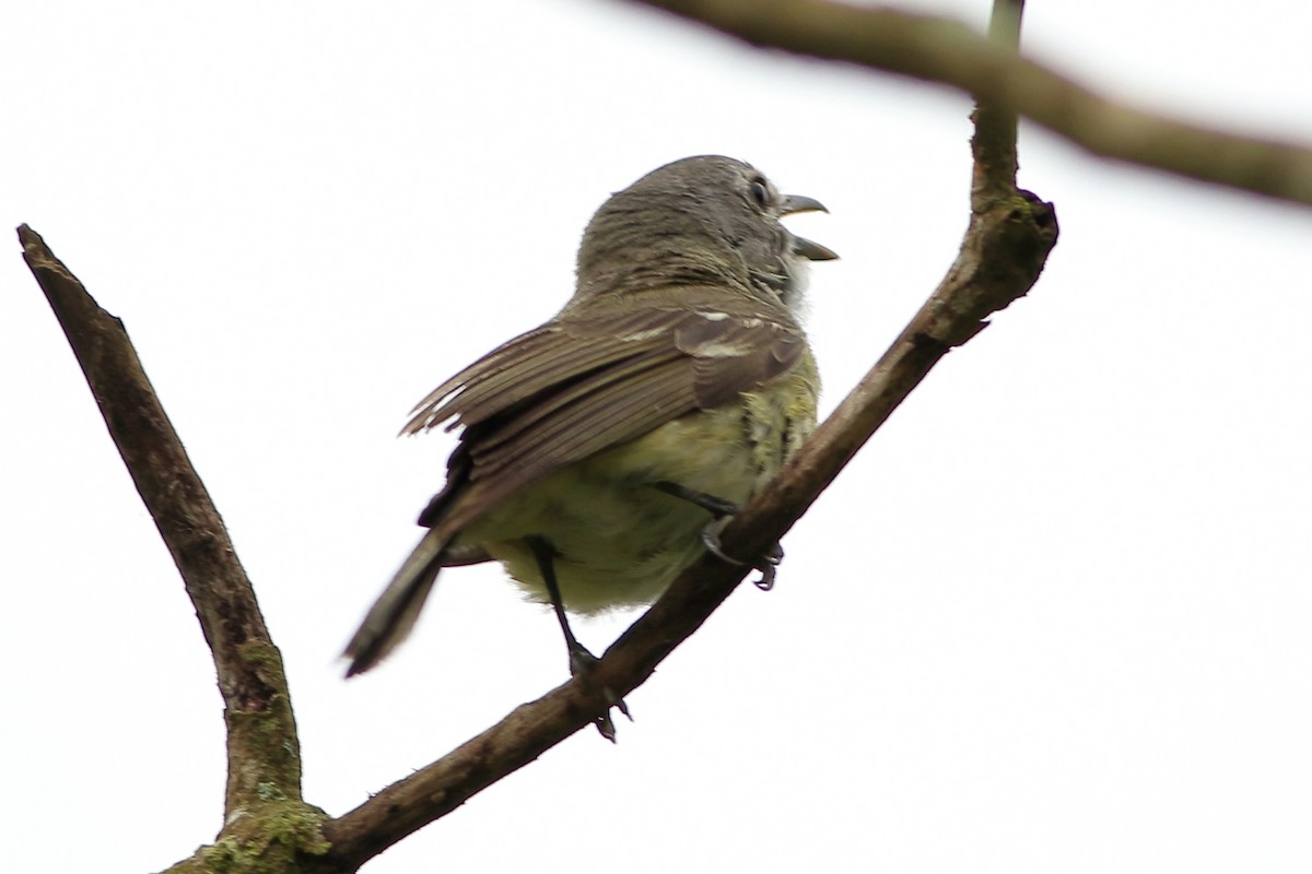 Plumbeous Vireo - ML240314491