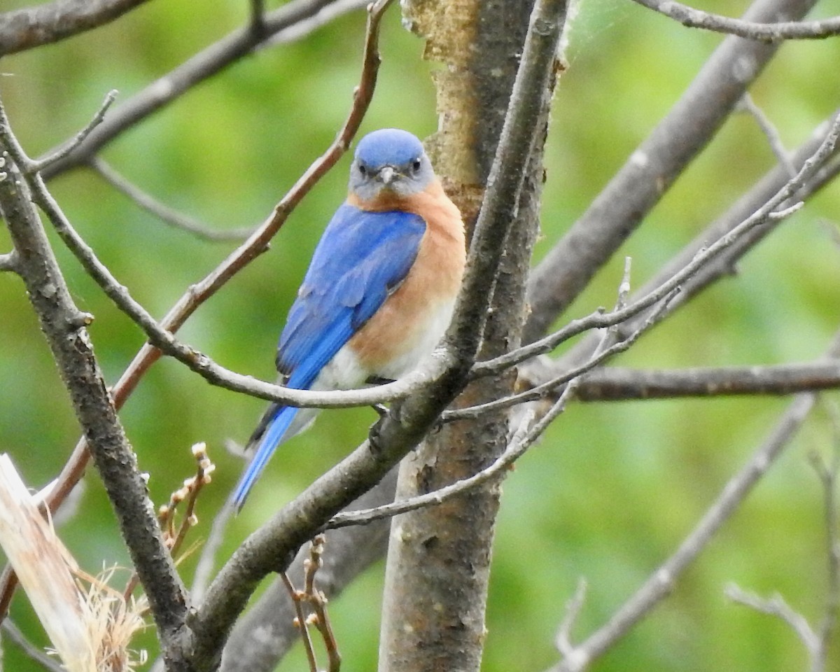 Eastern Bluebird - ML240314771