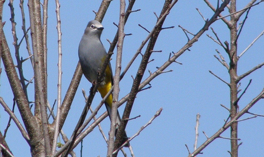 Gray Silky-flycatcher - ML240314911