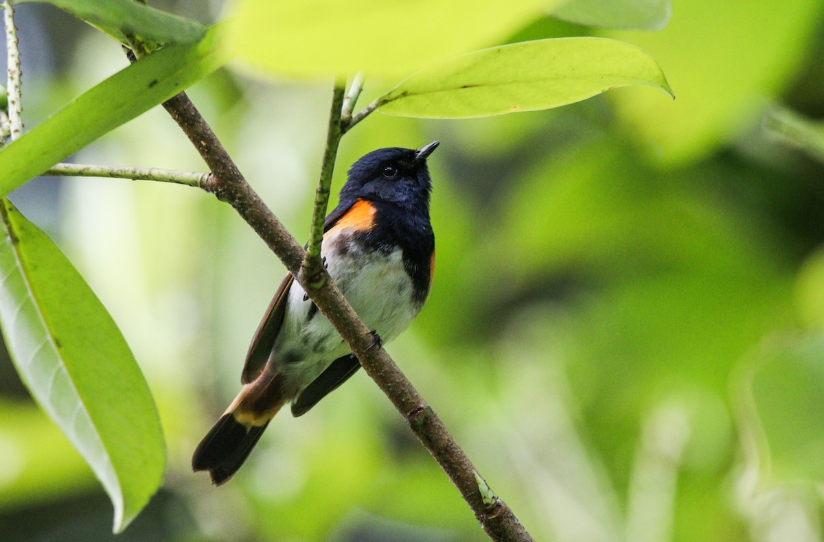 American Redstart - ML240315251