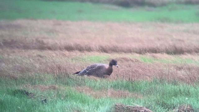 Pink-footed Goose - ML240316421