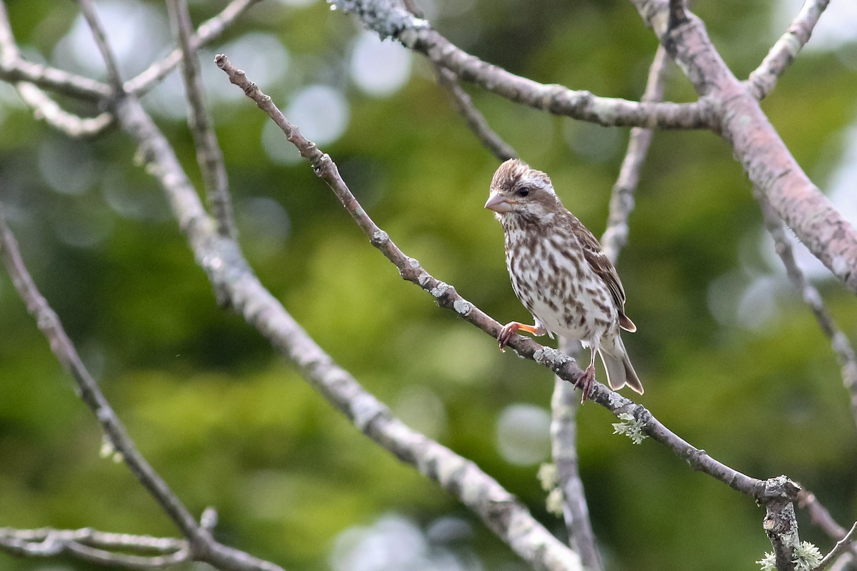 Purple Finch (Eastern) - Max Nootbaar