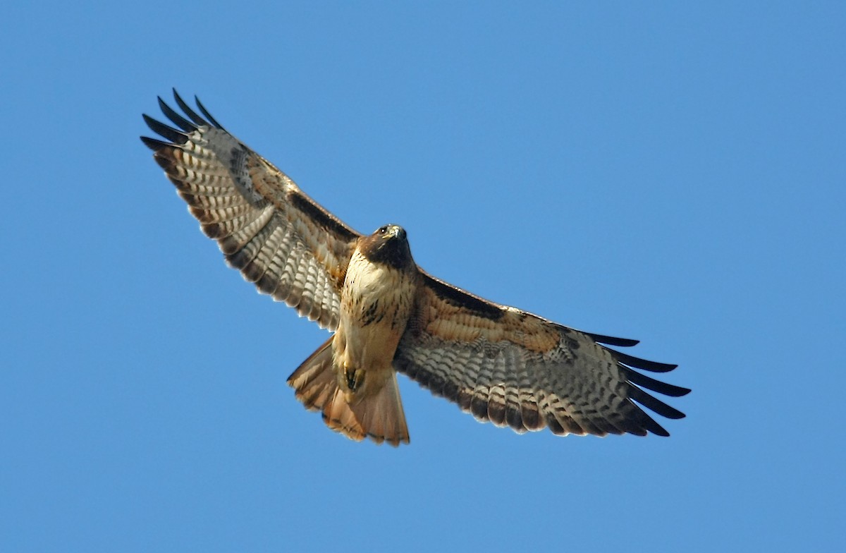 Red-tailed Hawk (calurus/alascensis) - ML240319741