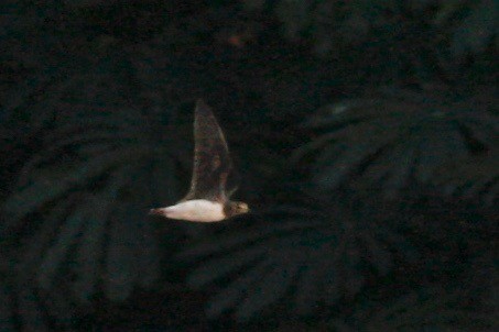 Green Sandpiper - ML24031991