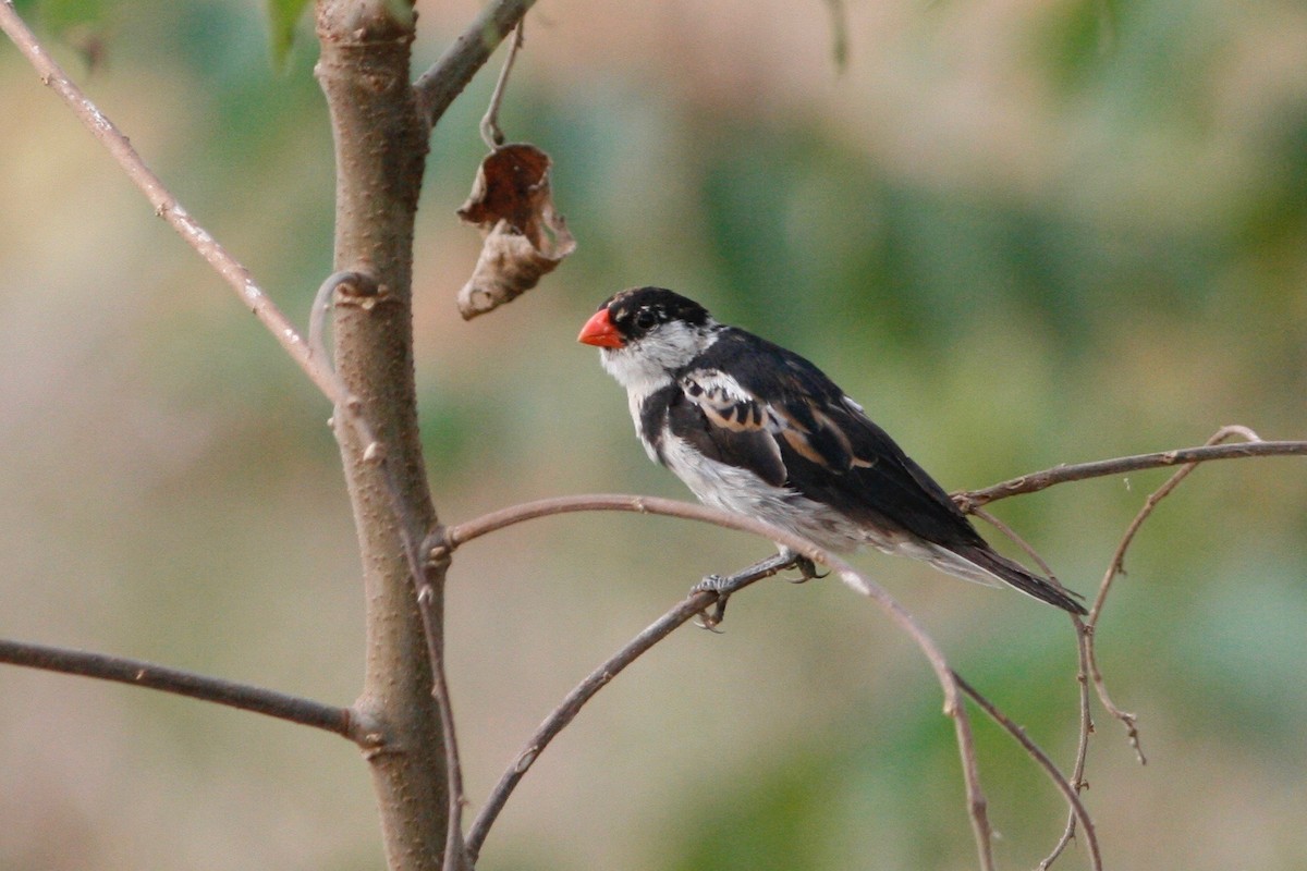 Pin-tailed Whydah - ML24032021