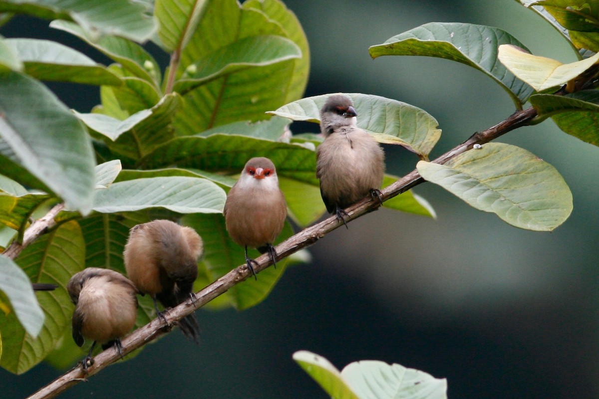 Common Waxbill - ML24032071