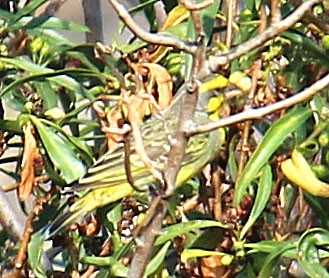 Serin du Mozambique - ML240320721