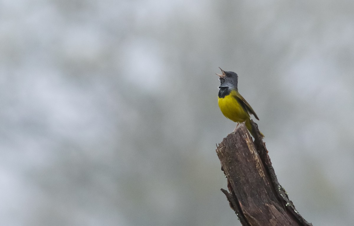 Mourning Warbler - Max Nootbaar