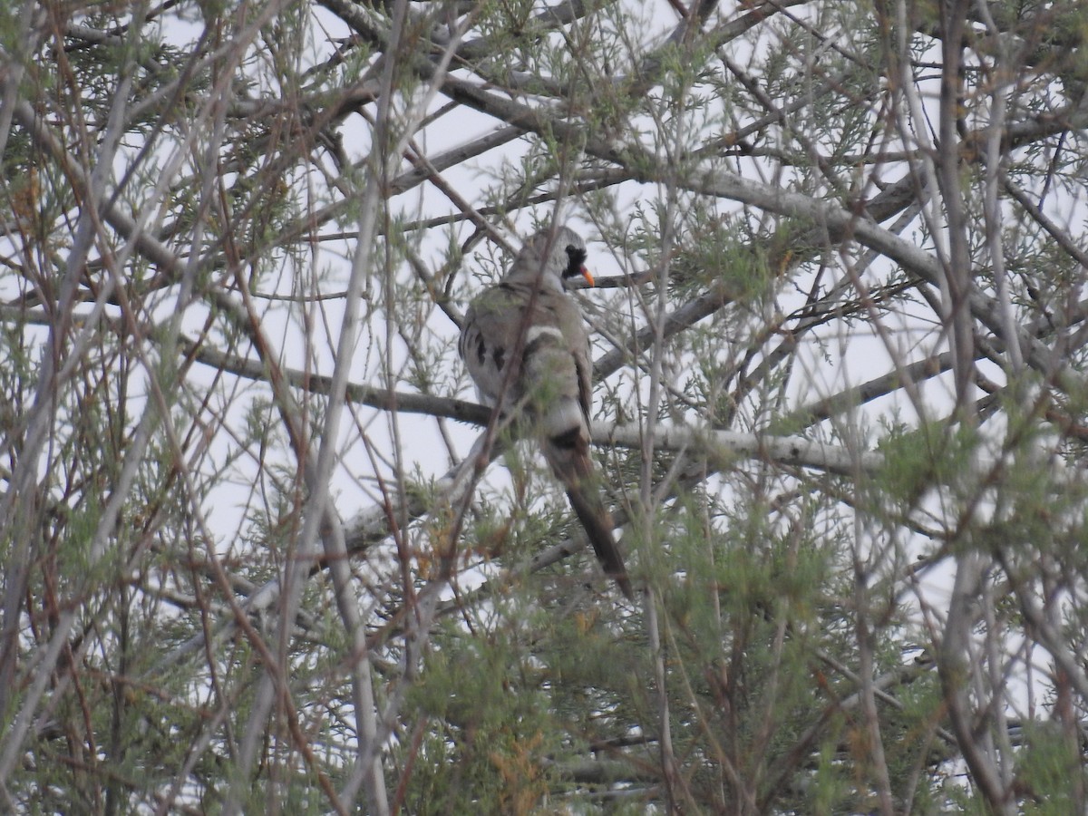 Namaqua Dove - ML240321921