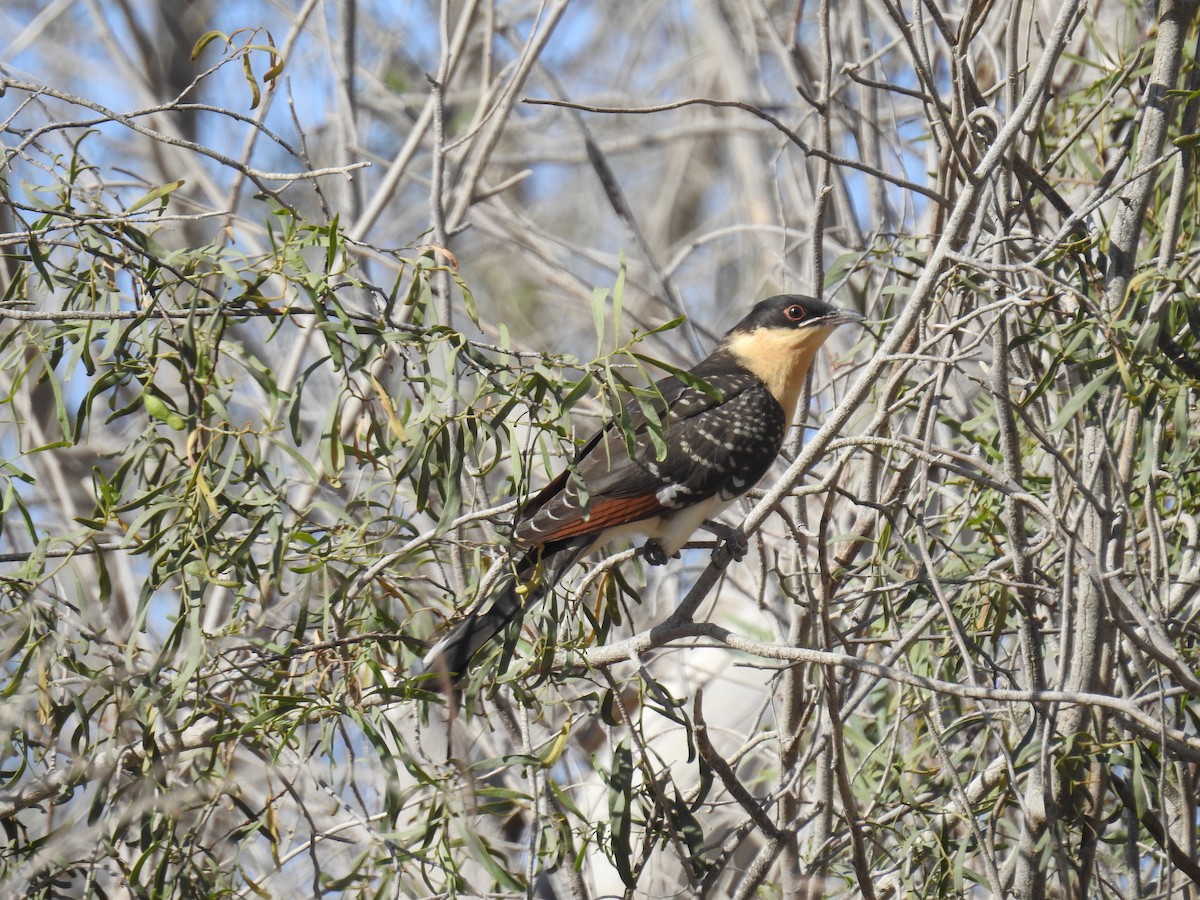 Great Spotted Cuckoo - ML240321971