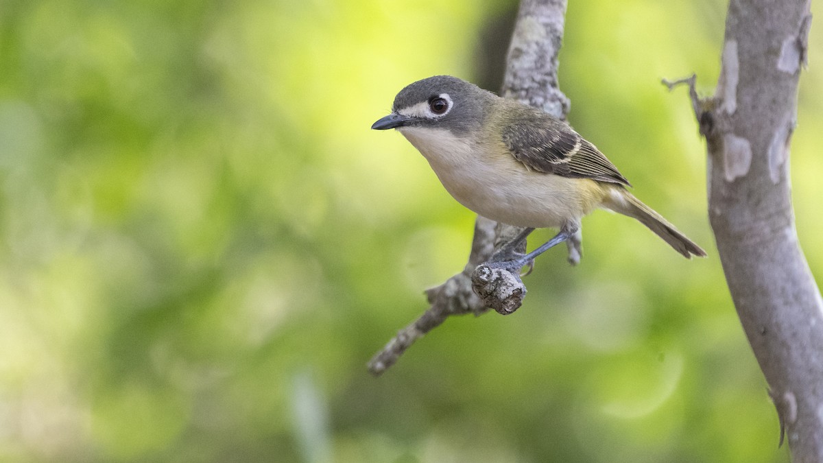 Vireo Cabecinegro - ML240322071